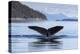 Adult humpback whale (Megaptera novaeangliae), flukes-up dive in Glacier Bay National Park-Michael Nolan-Premier Image Canvas