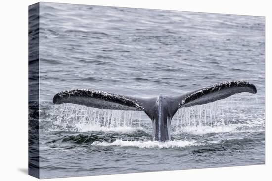 Adult humpback whale (Megaptera novaeangliae), flukes-up dive near Morris Reef, Southeast Alaska-Michael Nolan-Premier Image Canvas