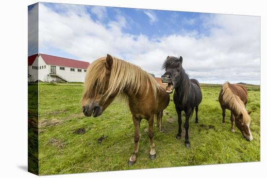 Adult Icelandic Horses (Equus Ferus Caballus), on a Farm on the Snaefellsnes Peninsula, Iceland-Michael Nolan-Premier Image Canvas