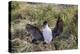 Adult Imperial Shag (Phalacrocorax Atriceps) Landing at Nest Site on New Island, Falkland Islands-Michael Nolan-Premier Image Canvas