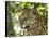 Adult jaguar (Panthera onca), on the riverbank of Rio Negro, Mato Grosso, Pantanal-Michael Nolan-Premier Image Canvas