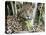 Adult jaguar (Panthera onca), on the riverbank of Rio Tres Irmao, Mato Grosso, Pantanal-Michael Nolan-Premier Image Canvas