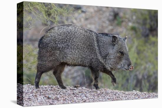 Adult javalina  in the Sonoran Desert suburbs of Tucson, Arizona, USA-Michael Nolan-Premier Image Canvas