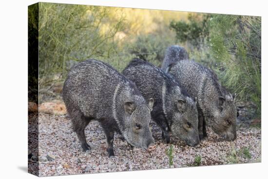 Adult javalinas  in the Sonoran Desert suburbs of Tucson, Arizona, USA-Michael Nolan-Premier Image Canvas