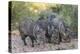 Adult javalinas  in the Sonoran Desert suburbs of Tucson, Arizona, USA-Michael Nolan-Premier Image Canvas