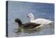 Adult Kelp Goose Pair (Chloephaga Hybrida), New Island Nature Reserve, Falkland Islands-Michael Nolan-Premier Image Canvas