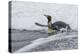 Adult King Penguin (Aptenodytes Patagonicus) Returning from Sea at St. Andrews Bay, Polar Regions-Michael Nolan-Premier Image Canvas