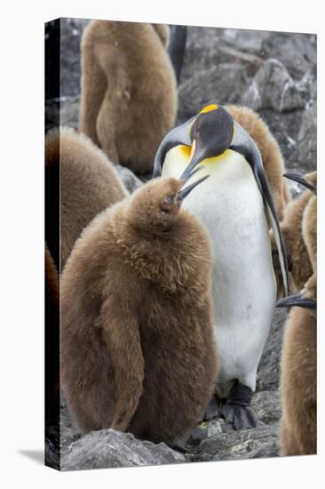 Adult King penguin with Chick. St. Andrews Bay, South Georgia Islands.-Tom Norring-Premier Image Canvas