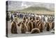 Adult king penguins and oakum boy chicks (Aptenodytes patagonicus)-Michael Nolan-Premier Image Canvas