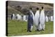 Adult King Penguins (Aptenodytes Patagonicus) at Breeding Colony at Fortuna Bay, South Georgia-Michael Nolan-Premier Image Canvas