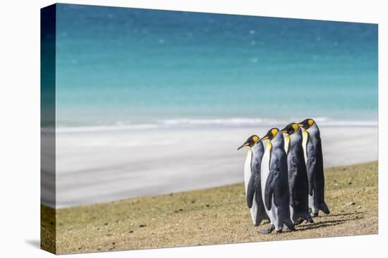 Adult king penguins (Aptenodytes patagonicus) on the grassy slopes of Saunders Island, Falkland Isl-Michael Nolan-Premier Image Canvas