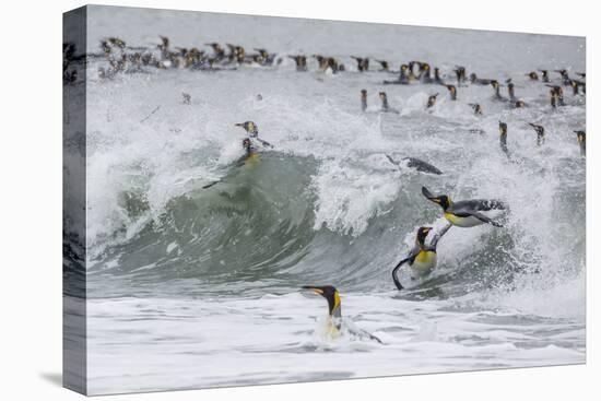 Adult King Penguins (Aptenodytes Patagonicus) Returning from Sea at St. Andrews Bay, Polar Regions-Michael Nolan-Premier Image Canvas