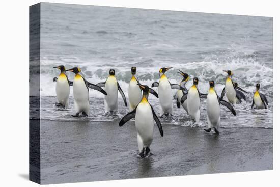 Adult King Penguins (Aptenodytes Patagonicus) Returning from Sea at St. Andrews Bay, Polar Regions-Michael Nolan-Premier Image Canvas