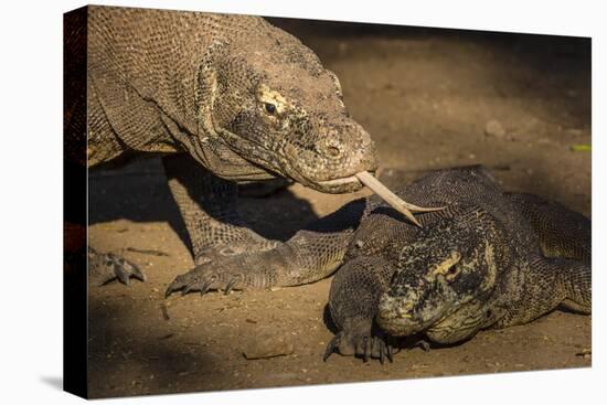 Adult Komodo dragon smelling another dragon with its tongue on Rinca Island, Flores Sea, Indonesia-Michael Nolan-Premier Image Canvas