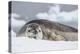 Adult Leopard Seal (Hydrurga Leptonyx), Polar Regions-Michael Nolan-Premier Image Canvas