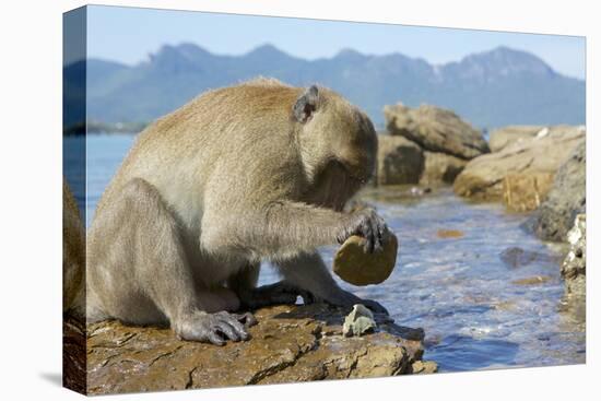 Adult Male Burmese Long Tailed Macaque (Macaca Fascicularis Aurea) Using Stone Tool to Open Oysters-Mark Macewen-Premier Image Canvas
