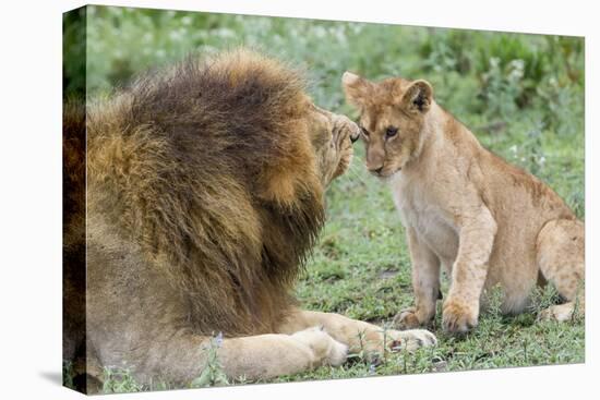 Adult Male Lion Father Growls at Female Cub, Ngorongoro, Tanzania-James Heupel-Premier Image Canvas