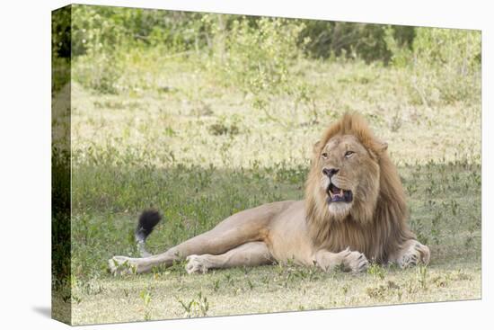 Adult Male Lion Lies on Shaded Grass, Ngorongoro, Tanzania-James Heupel-Premier Image Canvas