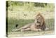 Adult Male Lion Lies on Shaded Grass, Ngorongoro, Tanzania-James Heupel-Premier Image Canvas