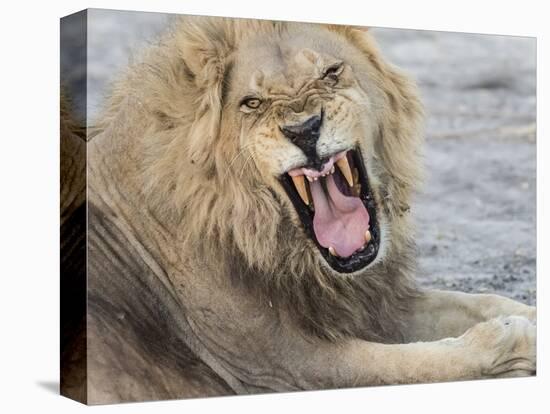 Adult male lion (Panthera leo), in the Okavango Delta, Botswana-Michael Nolan-Premier Image Canvas