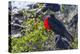 Adult Male Magnificent Frigatebird (Fregata Magnificens), San Gabriel Bay, Espiritu Santo Island-Michael Nolan-Premier Image Canvas