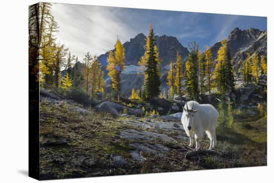 Adult Male Mountain Goat Near Horseshoe Lake in the Alpine Lakes Wilderness, Mt. Stuart Behind-Gary Luhm-Premier Image Canvas