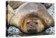 Adult male southern elephant seals (Mirounga leonina), hauled out on the beach at Robert Island-Michael Nolan-Premier Image Canvas