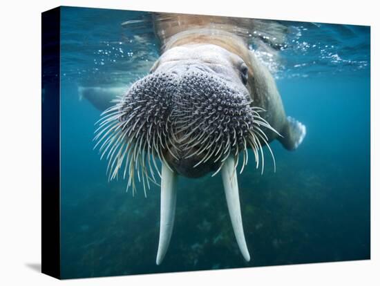 Adult Male Walrus, Lagoya, Svalbard, Norway-Paul Souders-Premier Image Canvas