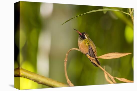 Adult Male Xantus's Hummingbird (Hylocharis Xantusii), Todos Santos, Baja California Sur-Michael Nolan-Premier Image Canvas