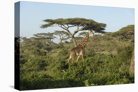 Adult Masai Giraffe Walks Through Green Shrubs and Acacia Trees-James Heupel-Premier Image Canvas