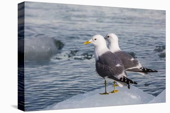 Adult Mew Gulls (Larus Canus) on Ice in Tracy Arm-Fords Terror Wilderness Area, Southeast Alaska-Michael Nolan-Premier Image Canvas