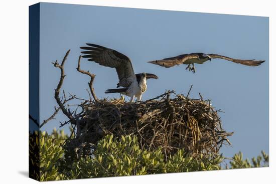 Adult Osprey Mate Leaving Nest, Flamingo, Everglades National Park, Florida-Maresa Pryor-Premier Image Canvas