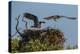 Adult Osprey Mate Leaving Nest, Flamingo, Everglades National Park, Florida-Maresa Pryor-Premier Image Canvas