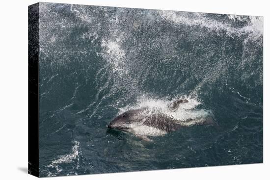 Adult Peale's Dolphin in Heavy Seas Near New Island Nature Reserve, Falkland Islands-Michael Nolan-Premier Image Canvas