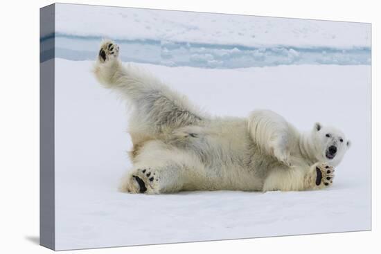 Adult polar bear (Ursus maritimus), cleaning its fur from a recent kill on ice-Michael Nolan-Premier Image Canvas