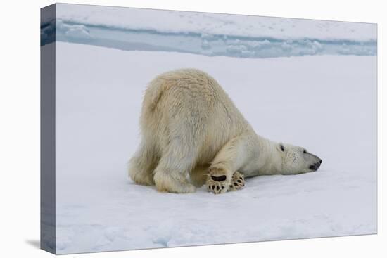 Adult polar bear (Ursus maritimus) cleaning its fur from a recent kill on ice-Michael Nolan-Premier Image Canvas