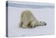 Adult polar bear (Ursus maritimus) cleaning its fur from a recent kill on ice-Michael Nolan-Premier Image Canvas