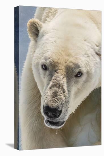 Adult Polar Bear (Ursus Maritimus) Close Up Head Detail-Michael Nolan-Premier Image Canvas