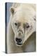 Adult Polar Bear (Ursus Maritimus) Close Up Head Detail-Michael Nolan-Premier Image Canvas