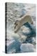 Adult Polar Bear (Ursus Maritimus) on Ice Floe-Michael-Premier Image Canvas