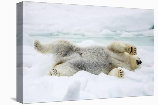 Adult polar bear (Ursus maritimus) stretching on first year sea ice in Olga Strait-Michael Nolan-Premier Image Canvas