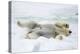 Adult polar bear (Ursus maritimus) stretching on first year sea ice in Olga Strait-Michael Nolan-Premier Image Canvas