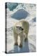 Adult Polar Bear (Ursus Maritimus)-Michael Nolan-Premier Image Canvas