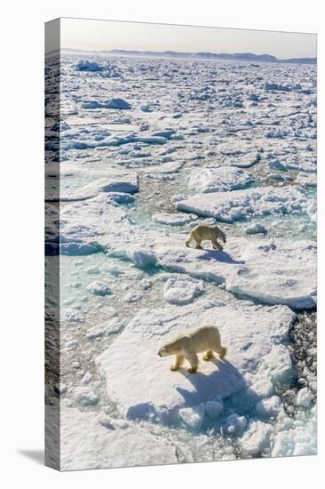 Adult Polar Bears (Ursus Maritimus)-Michael-Premier Image Canvas