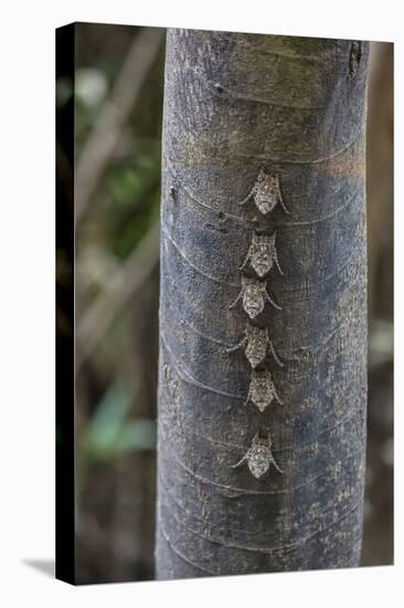 Adult proboscis bats (Rhynchonycteris naso) on tree in Yanallpa Ca�o, Ucayali River, Loreto, Peru-Michael Nolan-Premier Image Canvas