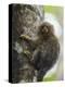 Adult pygmy marmoset (Cebuella pygmaea), Lake Clavero, Amazon Basin, Loreto, Peru-Michael Nolan-Premier Image Canvas