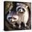 Adult Raccoon at His Nest-null-Stretched Canvas