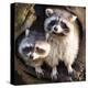 Adult Raccoon at His Nest-null-Stretched Canvas