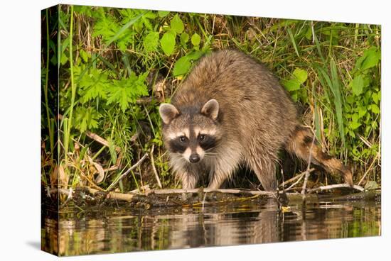 Adult Raccoon Hunting for Food-null-Stretched Canvas