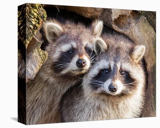 Adult Raccoon Nest Closeup-null-Stretched Canvas